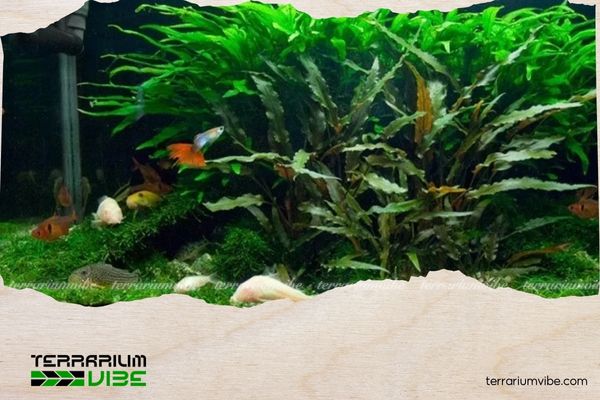 Dương Xỉ Java - Java Fern 1 Dương xỉ Java có tên khoa học là Microsorum pteropus