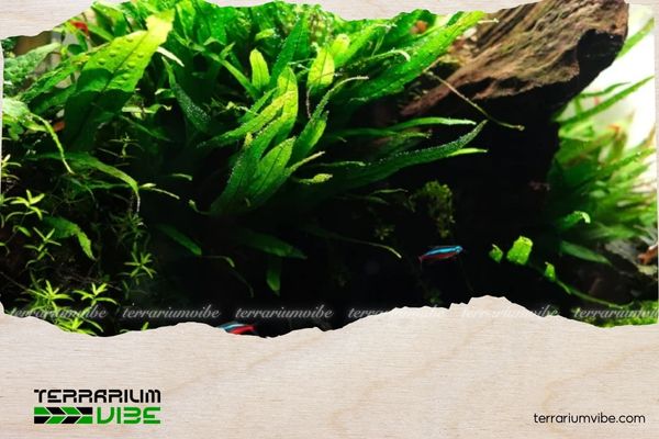 Dương Xỉ Java - Java Fern 2 Dương xỉ Java có nguồn gốc từ Đông Nam Á