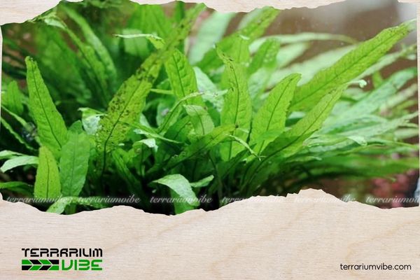 Dương Xỉ Java - Java Fern 3 Dương xỉ Java có thể phát triển tốt trong nhiều điều kiện nước khác nhau