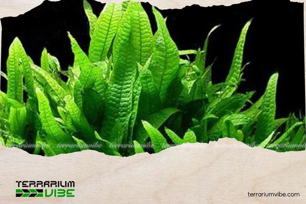 Dương Xỉ Java - Java Fern 4 Đặc điểm của cây dương xỉ Java trong terrarium