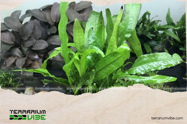 Dương Xỉ Java - Java Fern 5 Cây dương xỉ Java là loài cây thuỷ sinh rất dễ chăm sóc