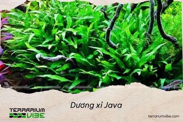 duong-xi-java Dương xỉ Java
