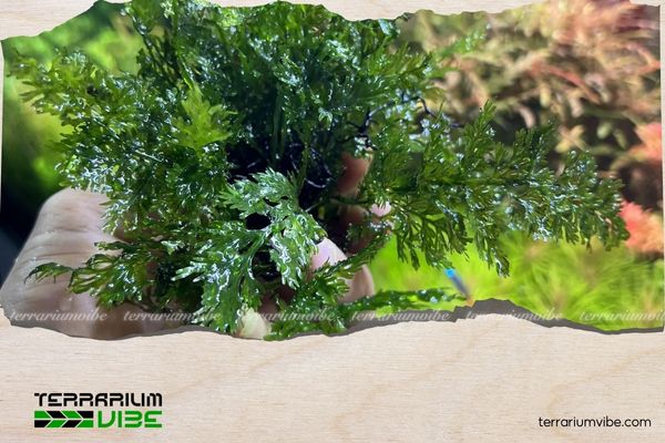 Dương xỉ lá nho 1 Thông tin học thuật về dương xỉ lá nho là gì?