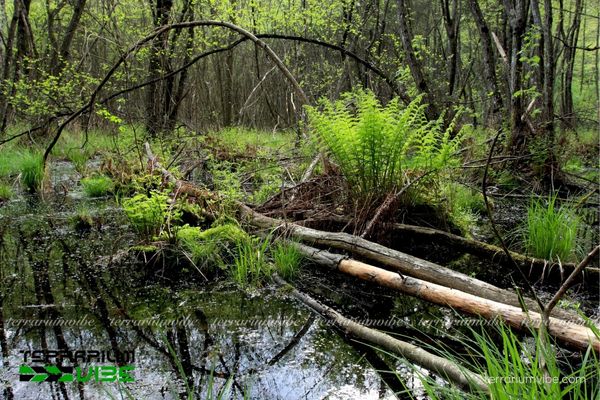 Nguồn gốc và môi trường sinh trưởng của thủy sinh dương xỉ