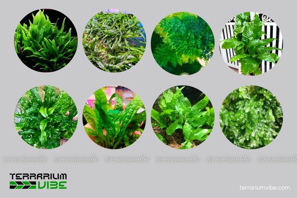 Các loại cây dương xỉ thủy sinh phổ biến
