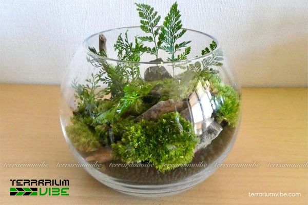 Nét đặc trưng của dương xỉ thủy sinh trong thiết kế hồ cạn