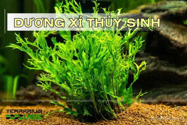 Nhóm sản phẩm cây dương xỉ thủy sinh