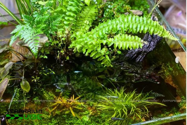 Cách trồng và chăm sóc dương xỉ đúng cách