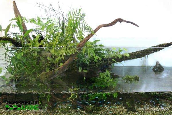 Những lưu ý cần biết khi trong trồng dương xỉ trong tiểu cảnh thủy sinh