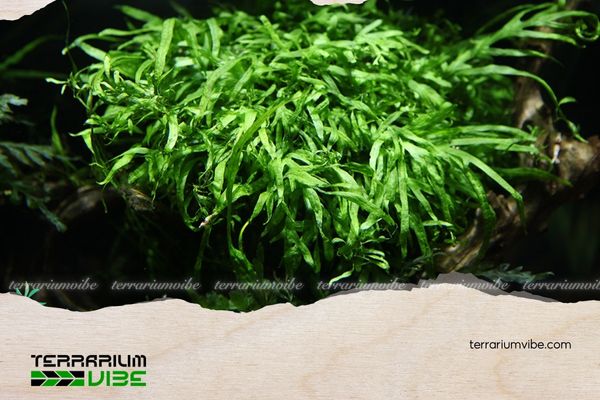 Dương xỉ Trident 4 Các loại thực vật phù hợp trồng chung với dương xỉ đinh ba