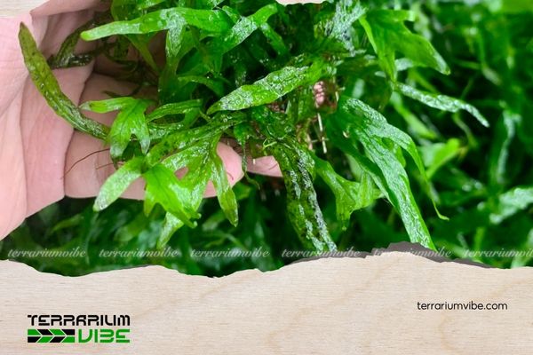 Dương xỉ Trident 5 Cách chăm sóc dương xỉ Trident trong terrarium