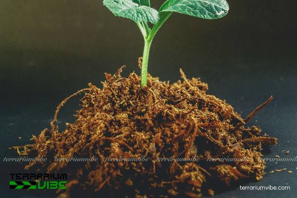 Tìm hiểu khái niệm giá thể là gì?