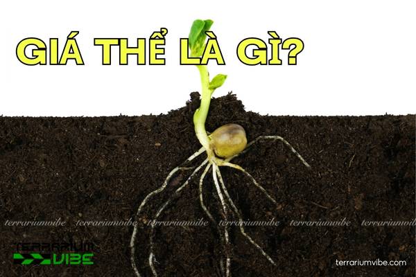 giá thể là gì