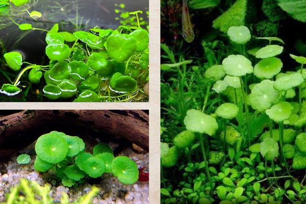 Rau má dù 1 Rau má dù có nguồn gốc từ châu Mỹ