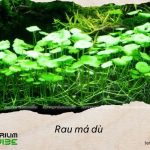 Thông tin tổng quan về rau má dù