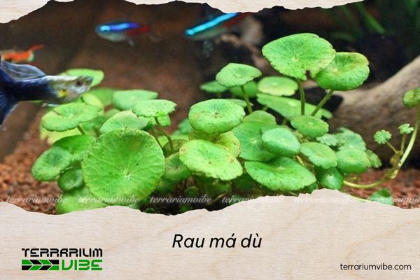 Rau má dù 4 Rau má dù phù hợp nhiều loại terrarium