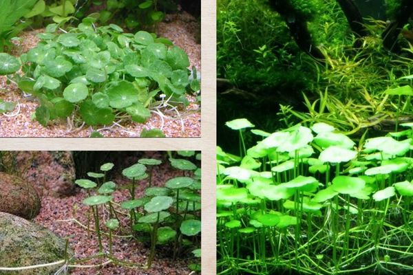 Rau má dù 3 Nhiệt độ để rau má dù phát triển là 20-30°C