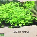 Rau má hương
