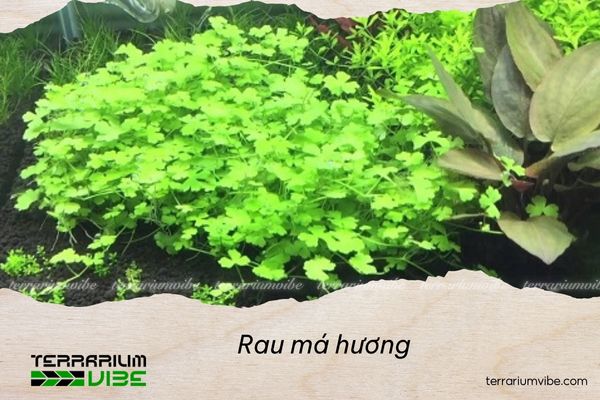 rau-ma-huong-3 Rau má hương - Image 1