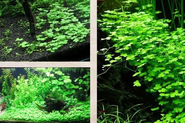 Rau má hương 1 Thông tin tổng quan về Rau má hương