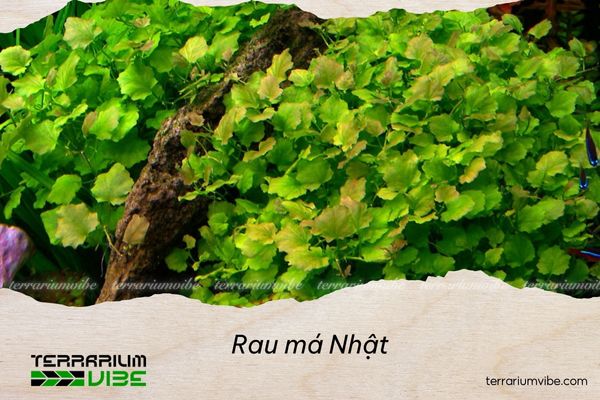 Rau má Nhật 1 Nguồn gốc và môi trường sống của Rau má nhật