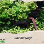 Thông tin tổng quan về rau má Nhật