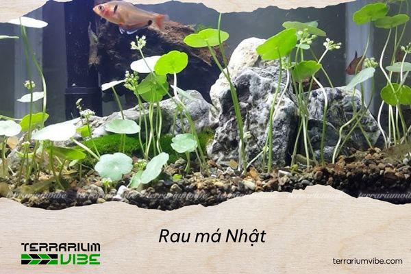 Rau má Nhật 3 Rau má nhật có thể trồng trong môi trường cạn