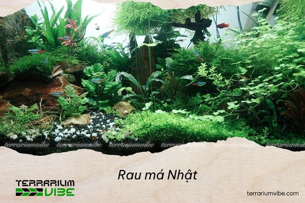 Rau má Nhật 4 Cách chăm sóc Rau má nhật trong terrarium