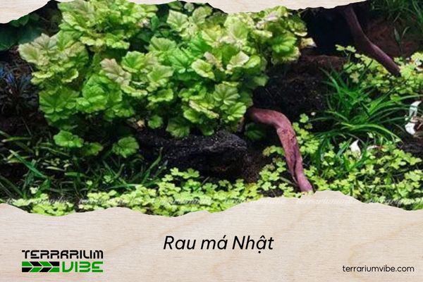 rau-ma-nhat Thông tin tổng quan về rau má Nhật