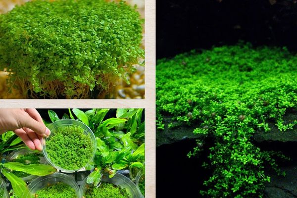 Trân châu Cuba 2 Nguồn gốc và môi trường sống của trân châu Cuba