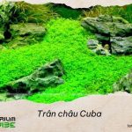 Loại terrarium phù hợp với trân châu Cuba