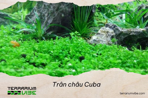 Cách chăm sóc trân châu Cuba trong terrarium