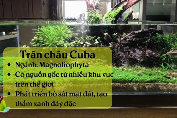 Thông tin tổng quan về trân châu Cuba 