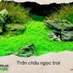 Nguồn gốc và môi trường sống của Trân châu ngọc trai 