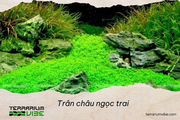 tran-chau-ngoc-trai-1 Nguồn gốc và môi trường sống của Trân châu ngọc trai