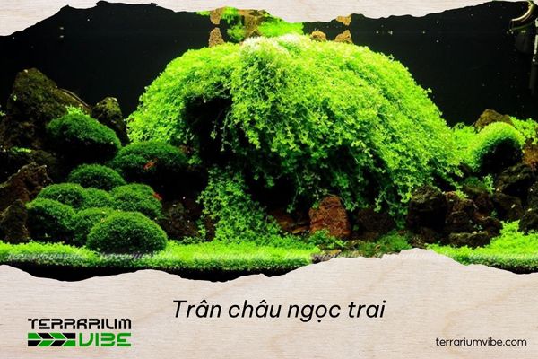 Loại terrarium phù hợp với Trân châu ngọc trai