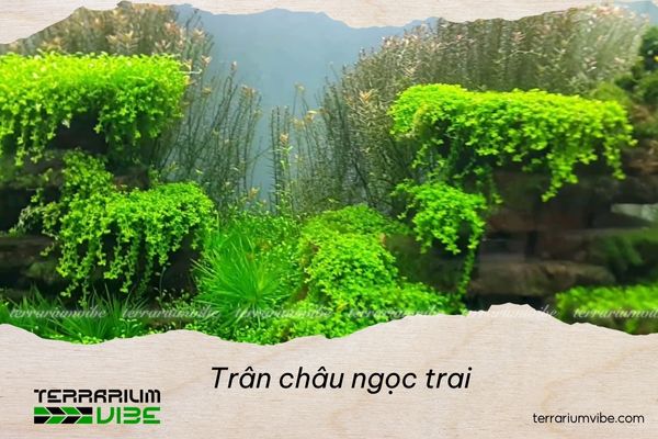 Cách chăm sóc Trân châu ngọc trai trong terrarium