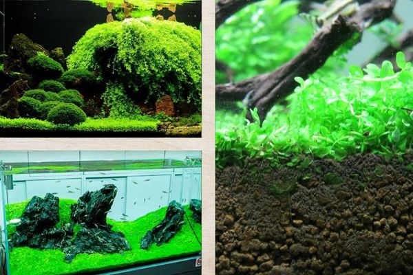 Trân châu ngọc trai 1 Thông tin tổng quan về Trân châu ngọc trai