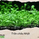 Nguồn gốc và môi trường sống của trân châu Nhật 