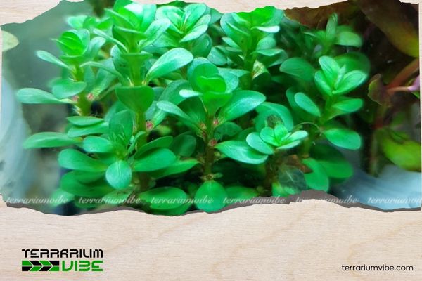 Vảy ốc Ấn Độ 2 Lịch sử về vảy ốc Ấn Độ