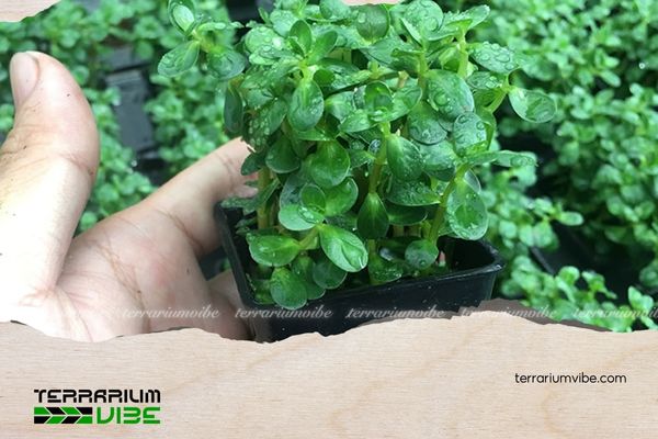 Vảy ốc Ấn Độ 5 Cách chăm sóc vảy ốc Ấn Độ trong terrarium