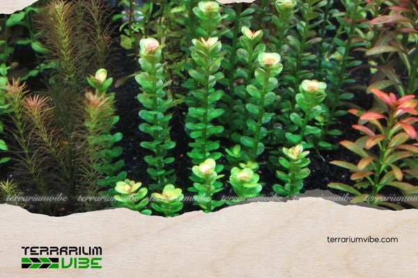 Vảy ốc Ấn Độ 4 Các loại thực vật phù hợp trồng chung với vảy ốc Ấn Độ