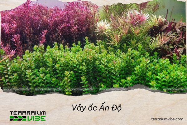 vay-oc-an-do-6 Vảy ốc Ấn Độ