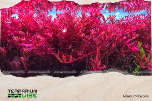 Vảy ốc đỏ 1 Thông tin học thuật về vảy ốc đỏ