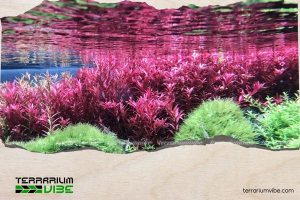 Vảy ốc đỏ 2 Nguồn gốc vảy ốc đỏ từ khu vực Đông Nam Á