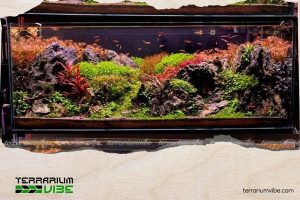 Vảy ốc đỏ 3 Vảy ốc super red thích nghi trong môi trường nước ngọt