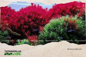 Vảy ốc đỏ 4 Đặc điểm của vảy ốc đỏ khi trồng trong terrarium