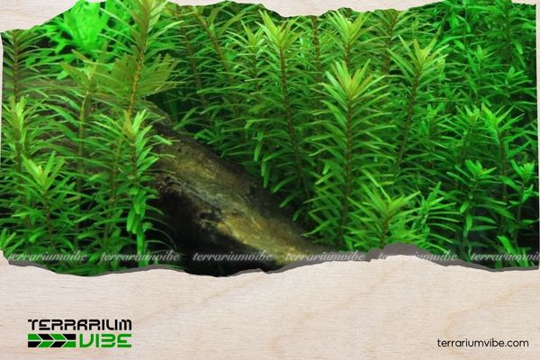 Vảy ốc xanh cao 1 Thông tin học thuật về cây vảy ốc xanh cao là gì?