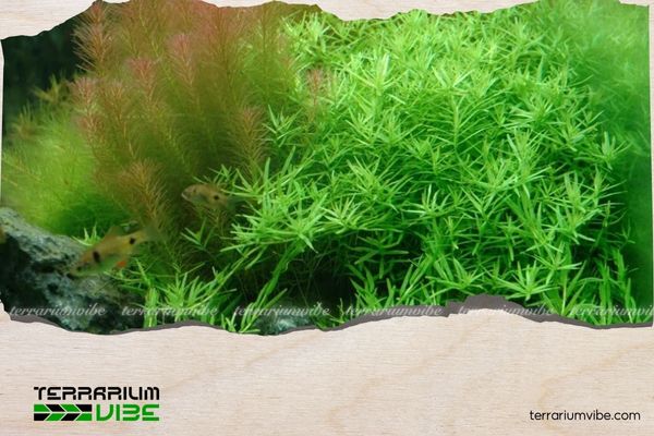 Vảy ốc xanh cao 2 Lịch sử về cây vảy ốc xanh cao