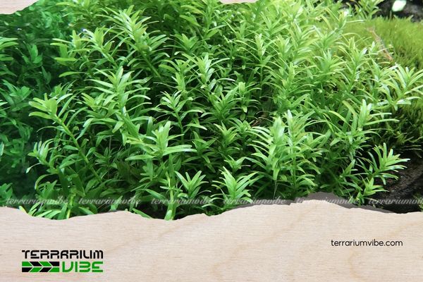 Vảy ốc xanh cao 5 Cách chăm sóc vảy ốc xanh cao trong Terrarium